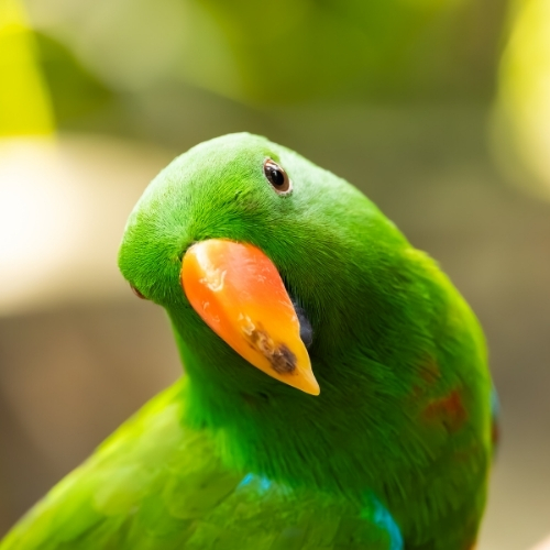 Visit Lombok Zoo near your Family Villa in Lombok and discover colourful tropical birds and native wildlife. A fun and educational experience for children and adults alike.