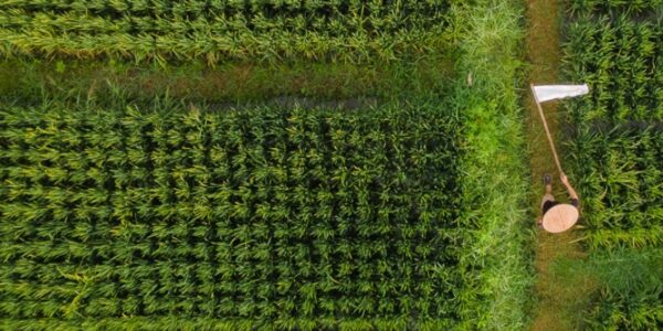 short trip from singapore - beautiful rice paddies on Lombok Island