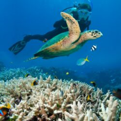 eginner scuba diver swimming alongside a sea turtle and tropical fish over coral reef