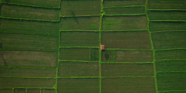 lombok rice field view